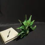 Handmade Green Spiral Shell Sculpture