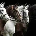 Horses Ready to Race - Premium Tempered Glass Wall Art Horizontal
