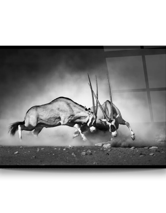 Animals