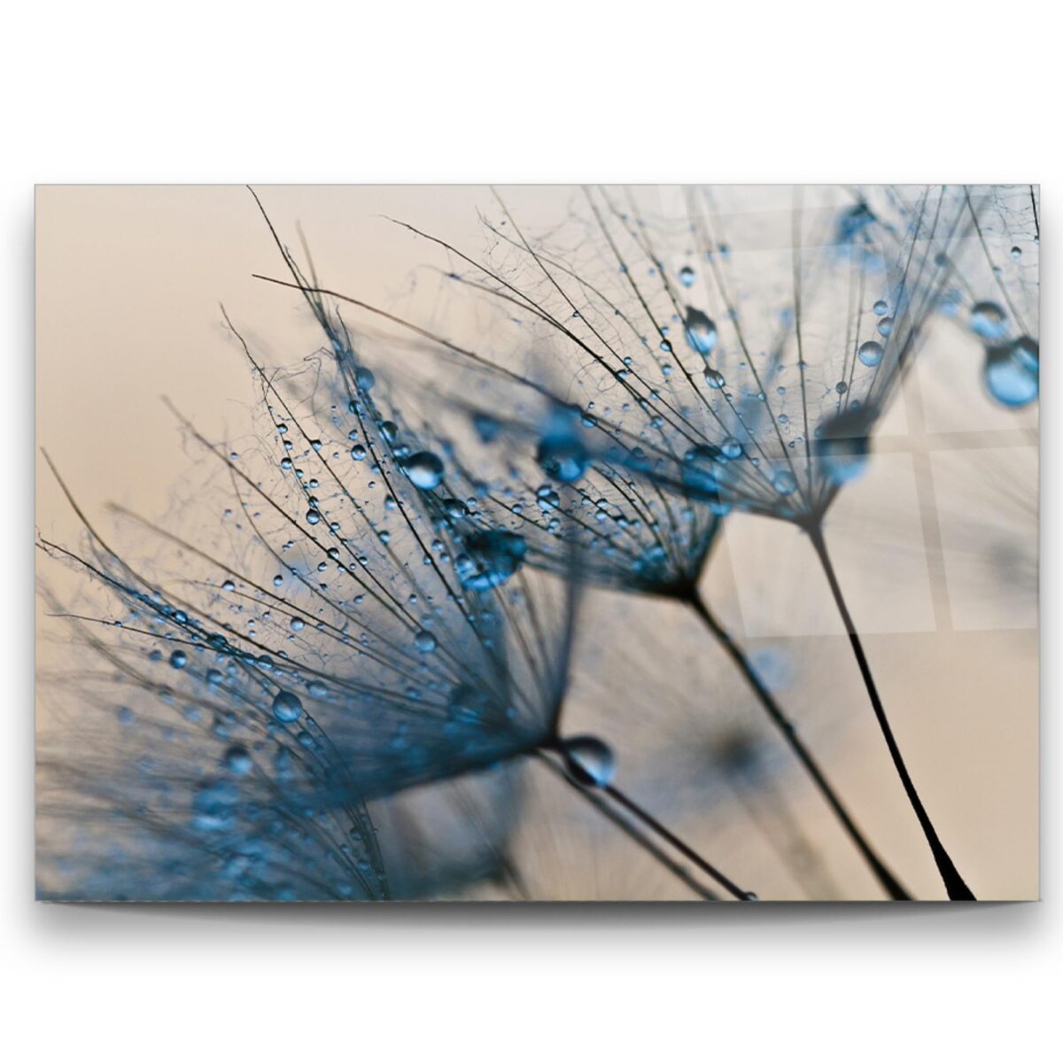 Dandelion Glass Wall Art