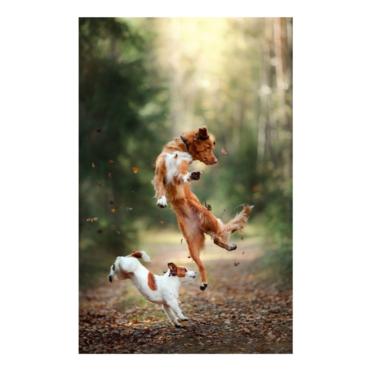 Dog Action Glass Wall Art