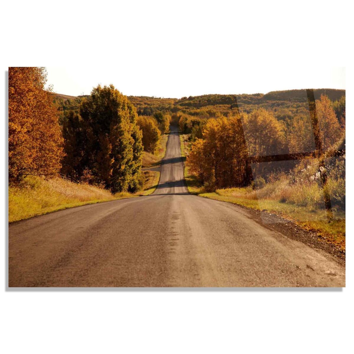 Forest Road Glass Wall Art